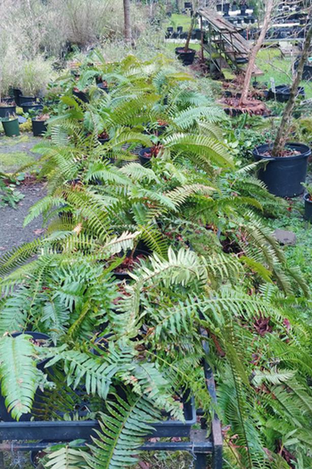 Sword Ferns Classifieds for Jobs, Rentals, Cars, Furniture and Free Stuff