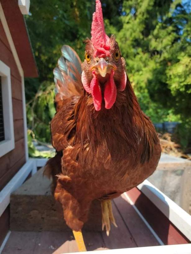 FREE Chickens mixed flock Classifieds for Jobs, Rentals, Cars