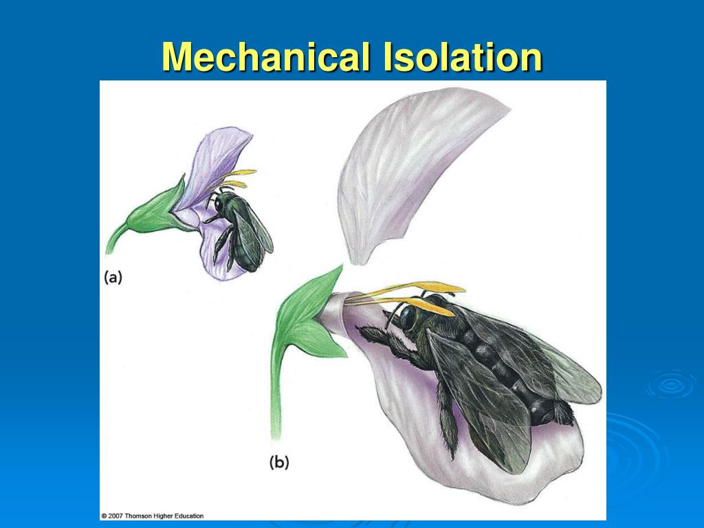PPT Speciation and Macroevolution PowerPoint Presentation, free