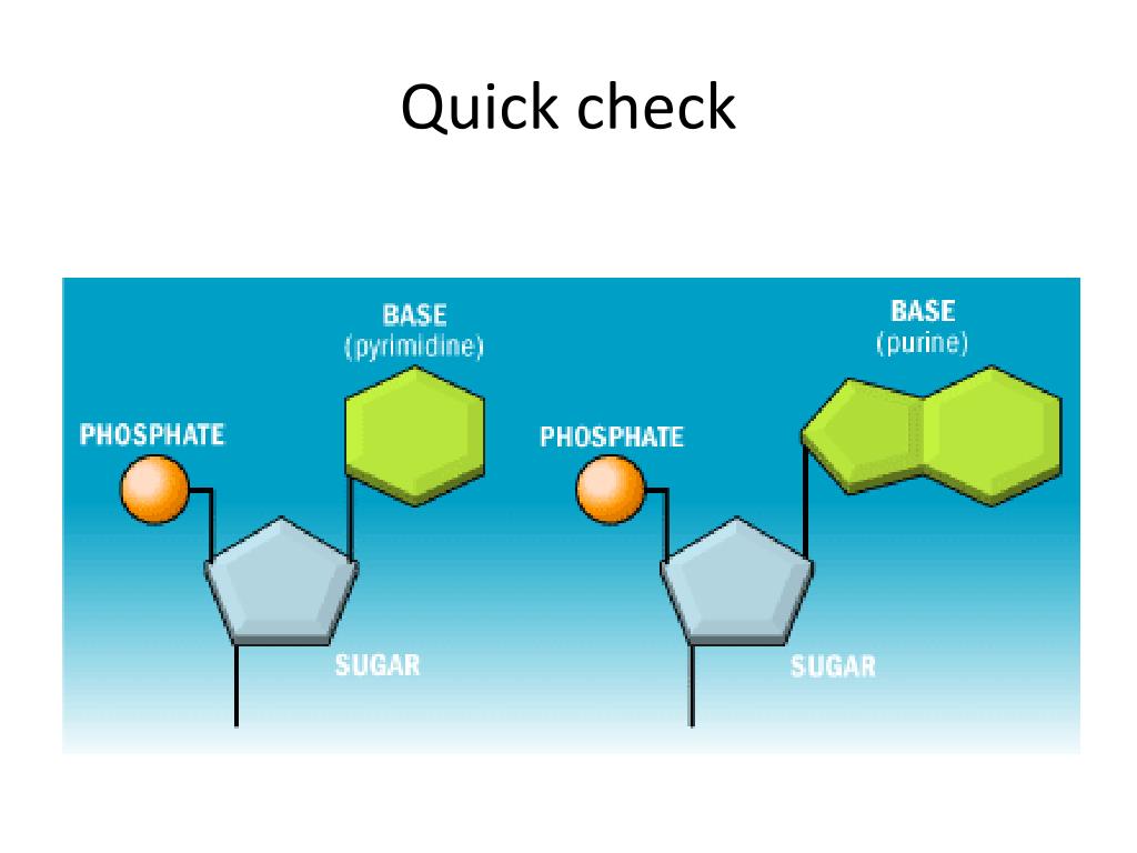 PPT DNA PowerPoint Presentation, free download ID3611871