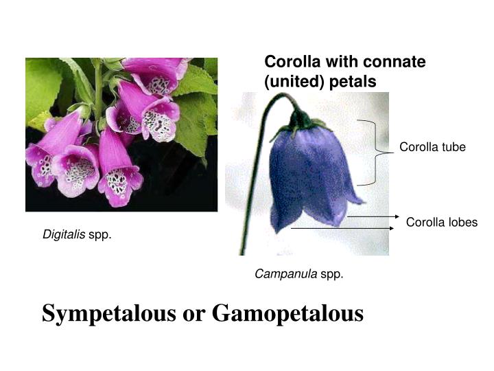 PPT Flower morphology PowerPoint Presentation ID3614831