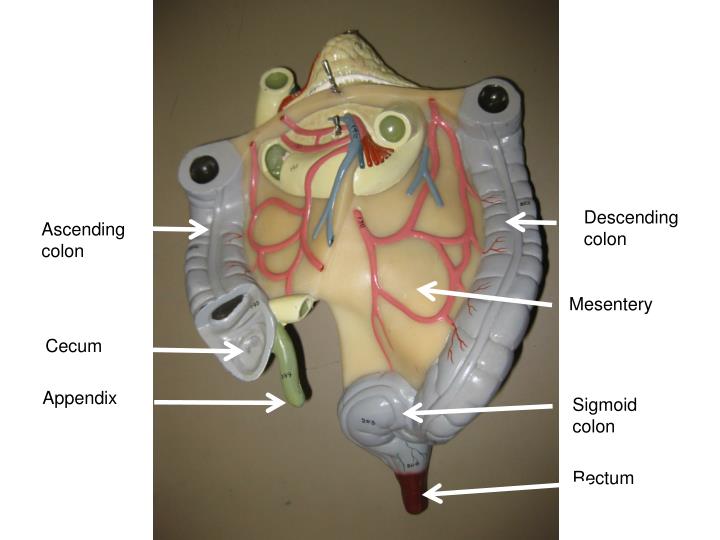 PPT Digestive System Cat, Histology and Models PowerPoint