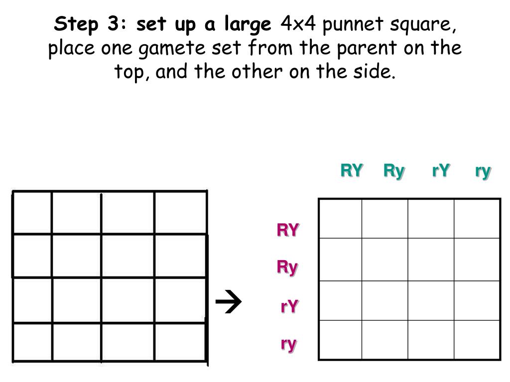 Dihybrid Square Notes / NOTES 11.2 Probability &