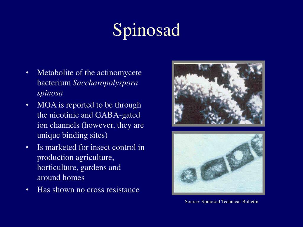 PPT Contact Toxicity of Spinosad to Adult StoredProduct Beetles and