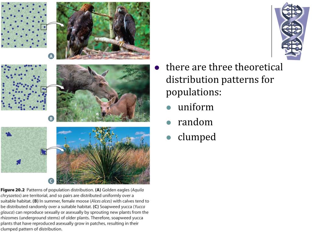 PPT Population and Community Dynamics PowerPoint Presentation ID