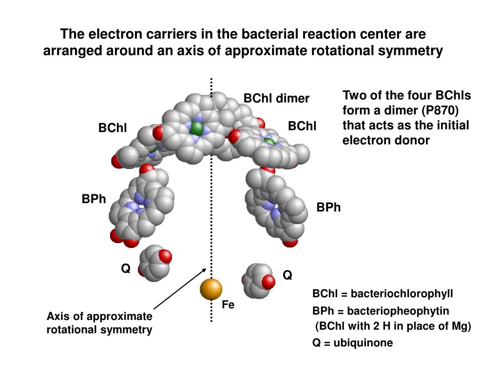 PPT 4. Photosynthesis antennas and reaction centers PowerPoint