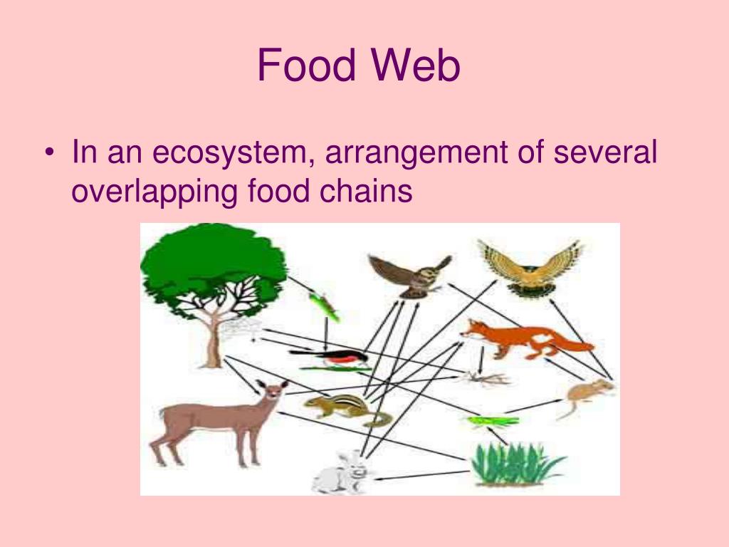 PPT Ecosystems PowerPoint Presentation, free download ID3627799