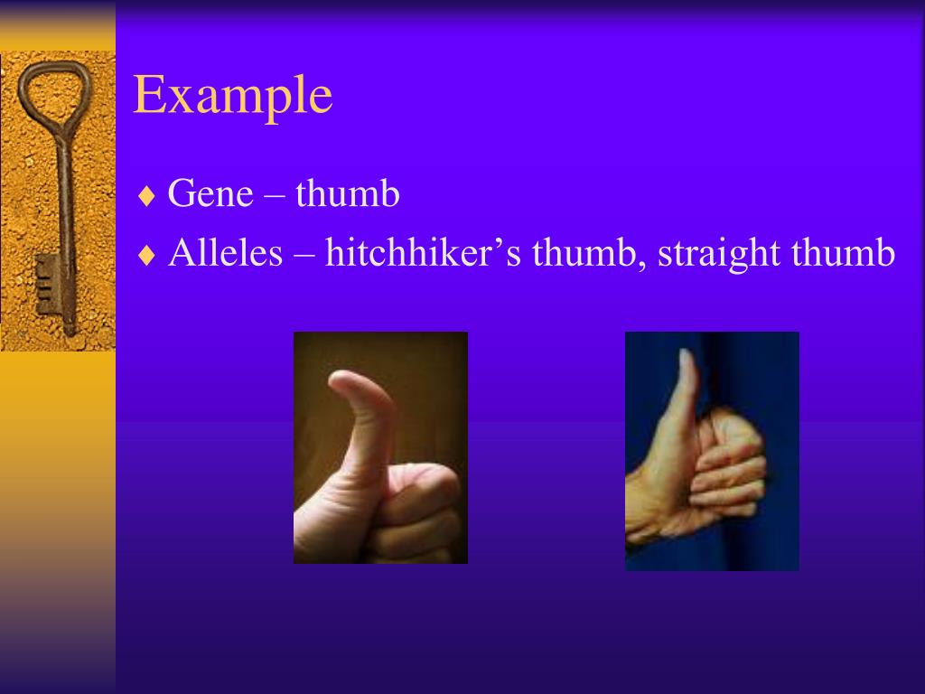 PPT Genes & Alleles Genotype & Phenotype Homozygous & Heterozygous
