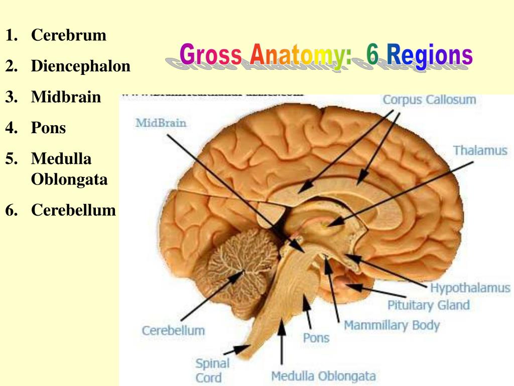 PPT Brain Anatomy PowerPoint Presentation, free download