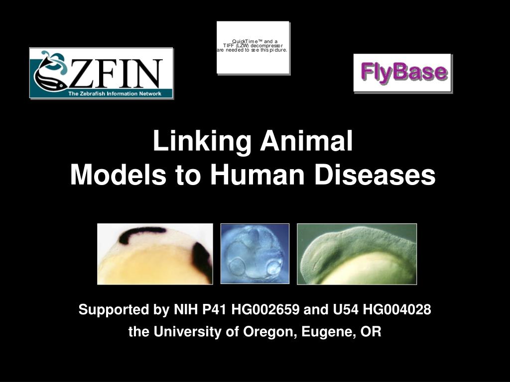 PPT Linking Animal Models to Human Diseases PowerPoint Presentation