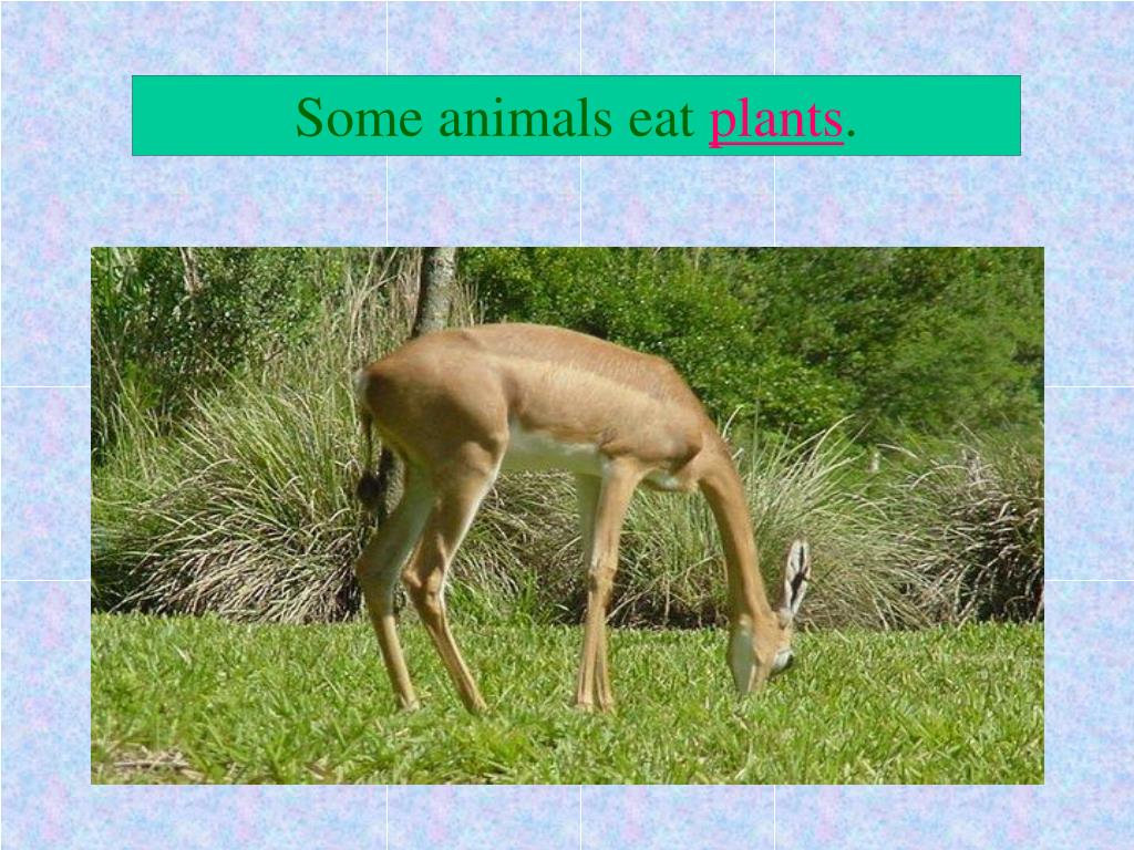 PPT Getting Food PowerPoint Presentation, free download ID3634807