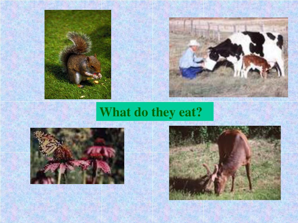 PPT Getting Food PowerPoint Presentation, free download ID3634807