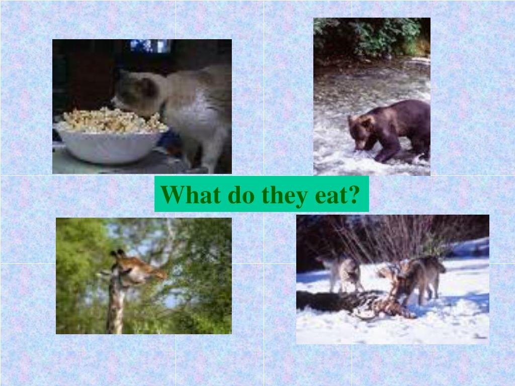 PPT Getting Food PowerPoint Presentation, free download ID3634807