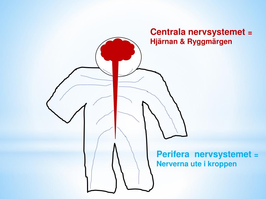 PPT NERVSYSTEMET PowerPoint Presentation, free download ID3634913