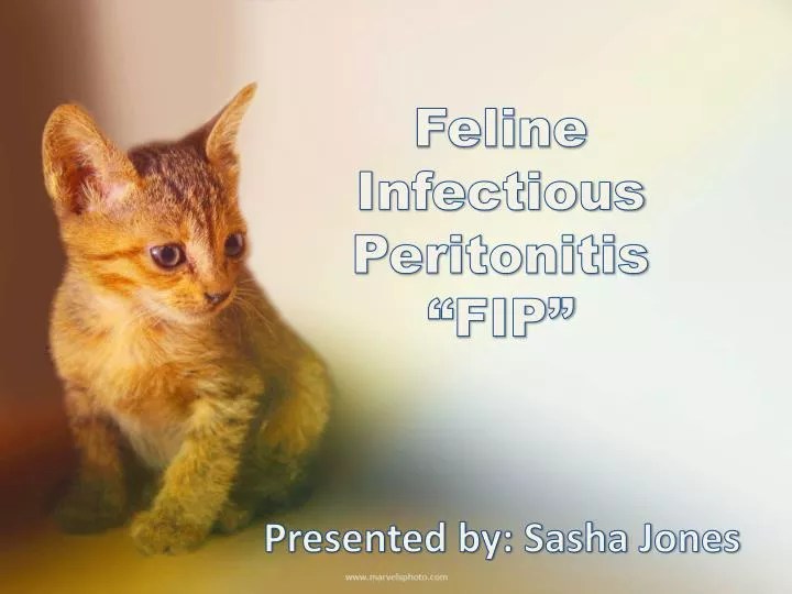 PPT Feline Infectious Peritonitis “FIP” PowerPoint Presentation ID