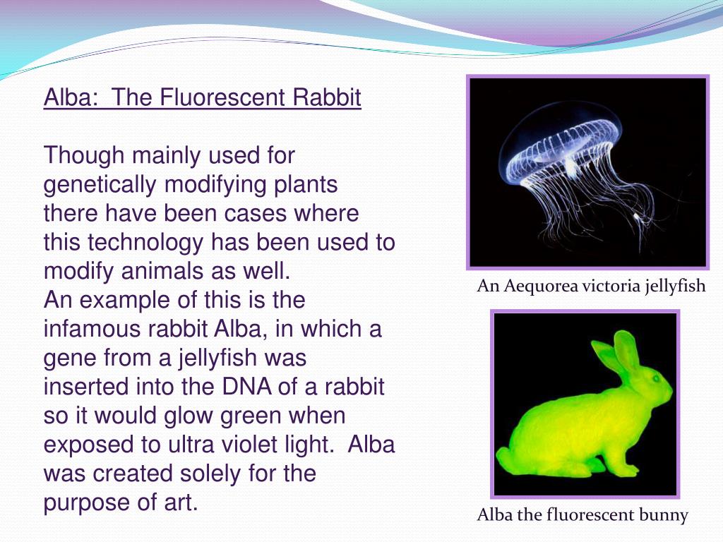 PPT Transgenic Plants & Modified Organisms PowerPoint Presentation ID3637776