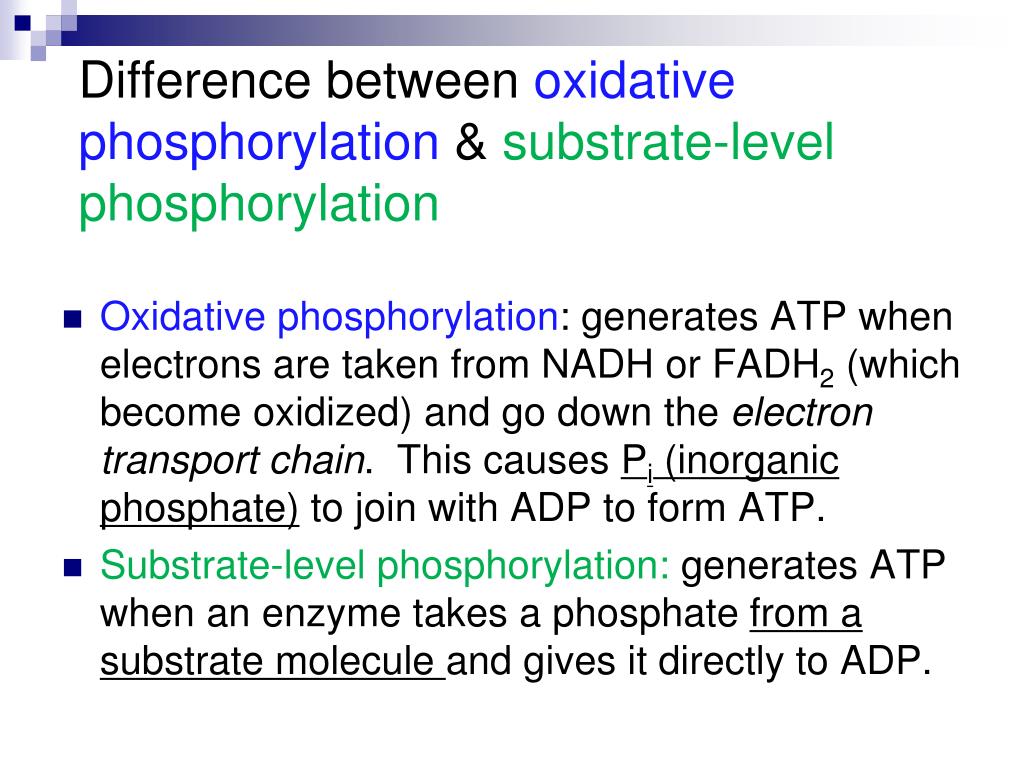 PPT Cellular Respiration Electron Transport Chain Ch. 9 PowerPoint Presentation ID3640473