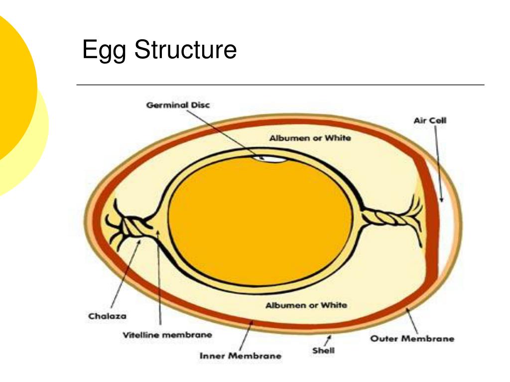 Get ideas for your own presentations. PPT - The Incredible Edible Egg PowerPoint Presentation ...
