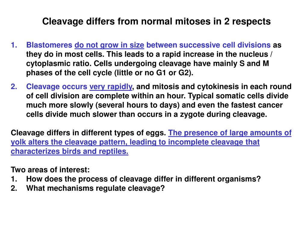 PPT Cleavage is the first phase of embryonic development PowerPoint