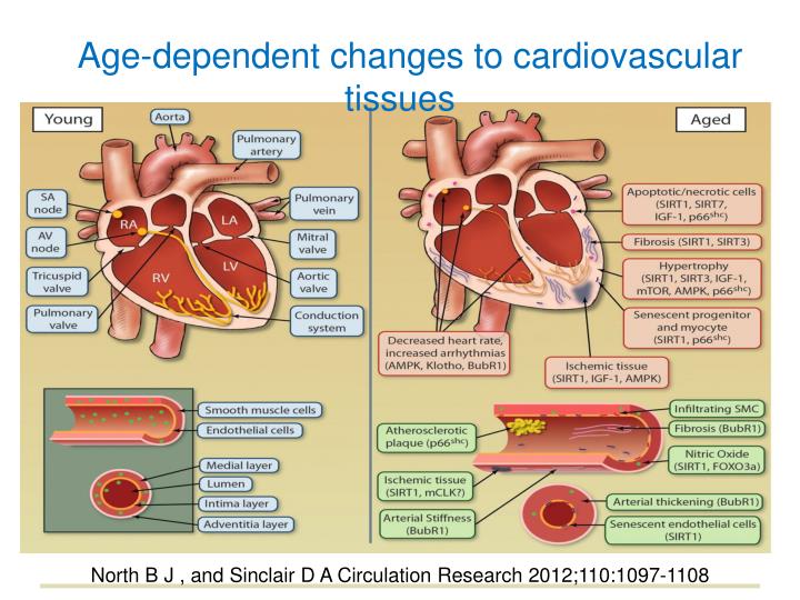 PPT Impaired aerobic capacity/endurance PowerPoint Presentation ID