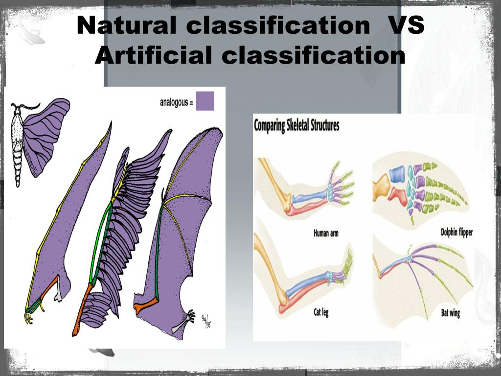 PPT Classification and phylogeny PowerPoint Presentation, free