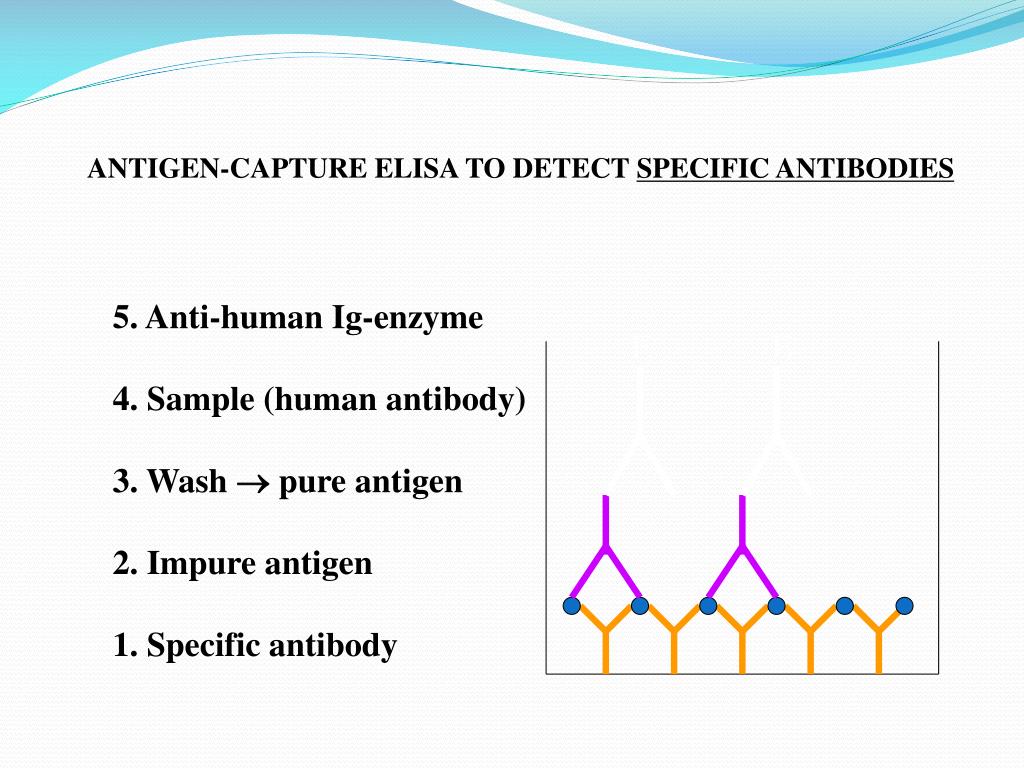 What Is Enzyme Immunoassay Test at Drew Lacasse blog