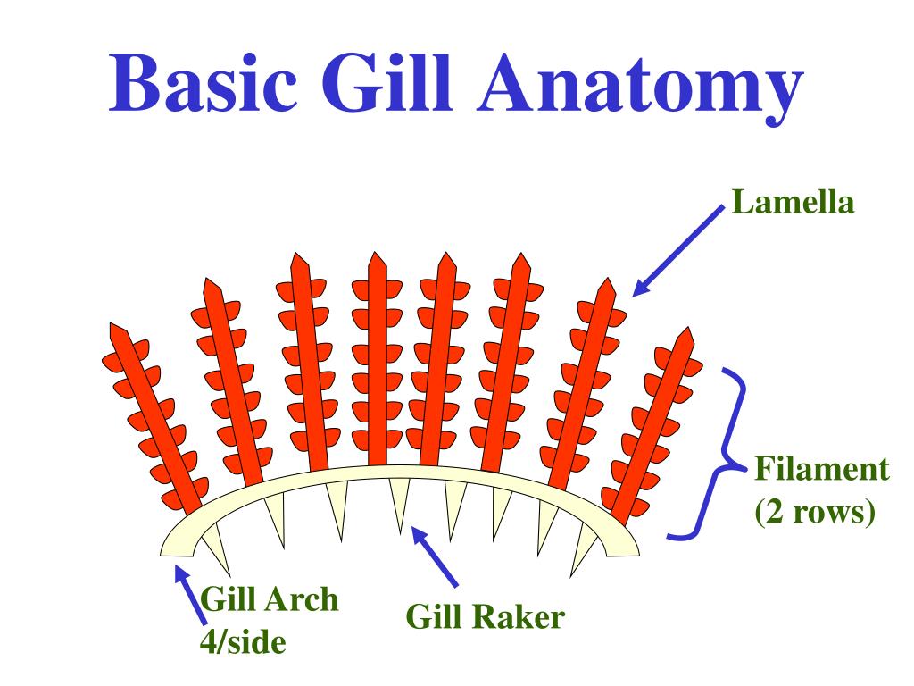 PPT Basic Gill Anatomy PowerPoint Presentation, free download ID