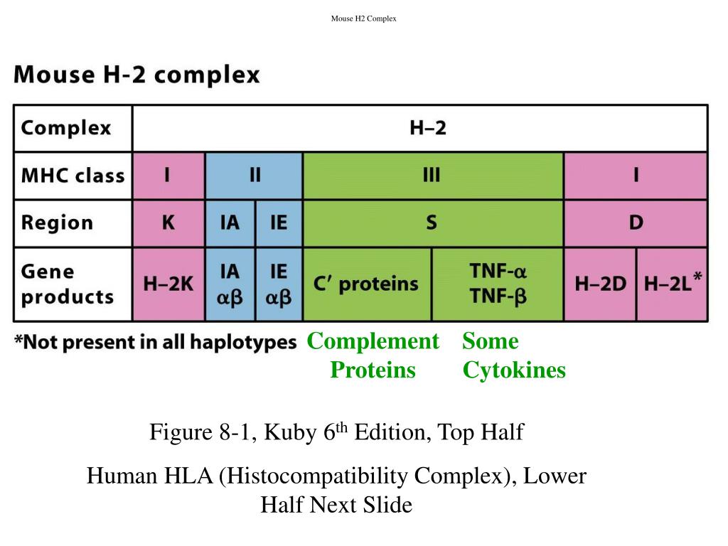 PPT The Major Complex PowerPoint Presentation