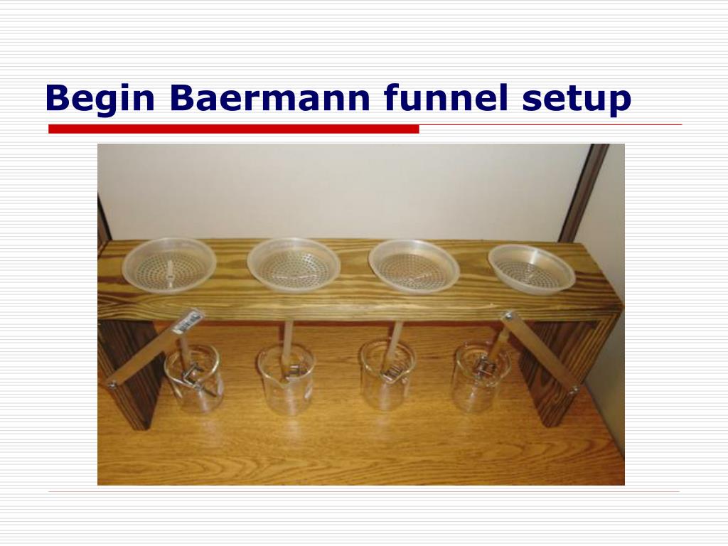 PPT Nematode Extraction Methods Baermann Funnel and Modified