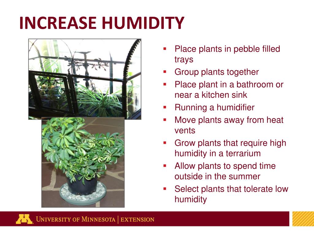 PPT Houseplants PowerPoint Presentation, free download ID3664394