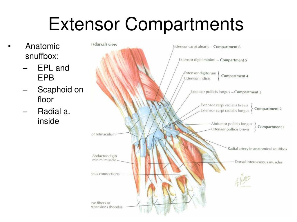 PPT Joints of upper limb PowerPoint Presentation, free download ID