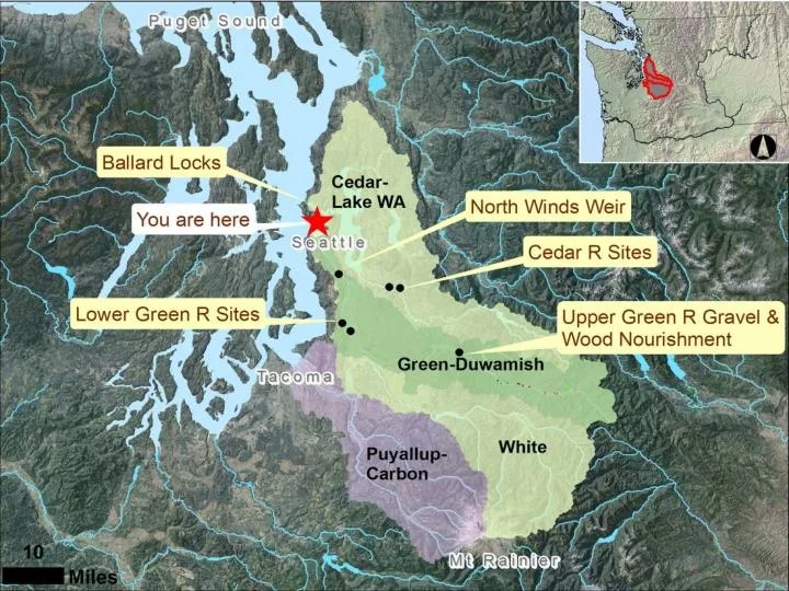 PPT Pioneer ELJs Diverting the Cedar from the Black River into Lake