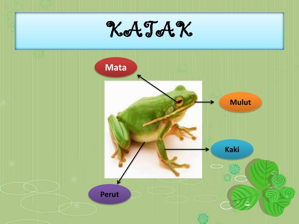 PPT BAGIAN BAGIAN TUBUH HEWAN PowerPoint Presentation, free