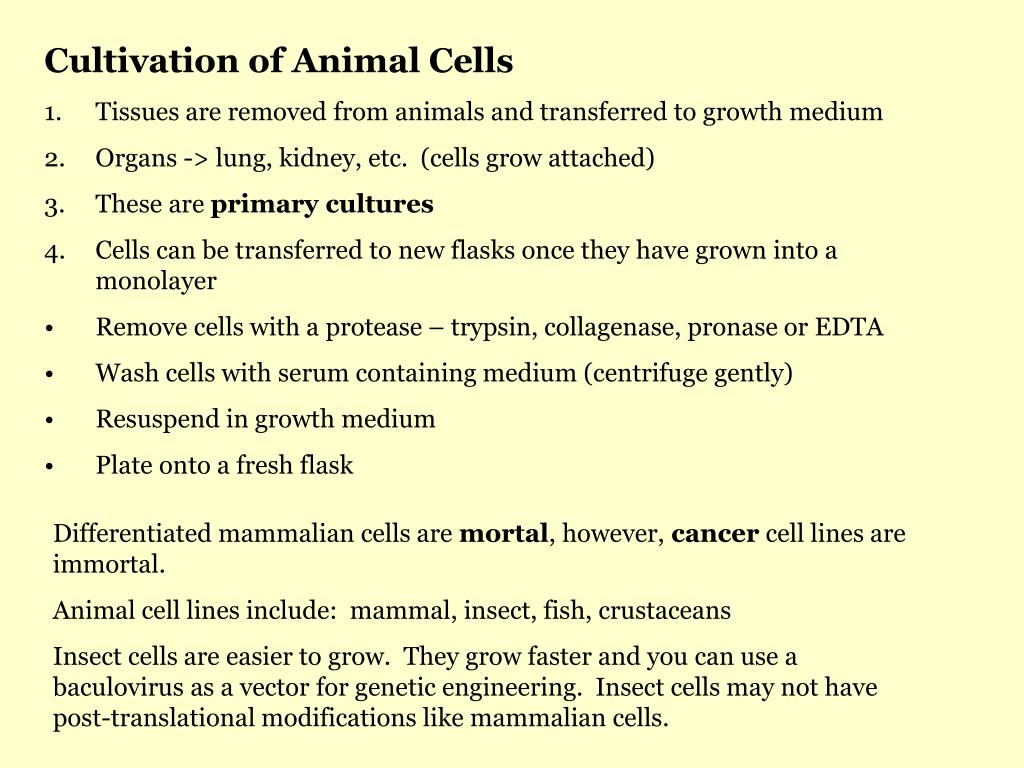 PPT Animal Cell Culture PowerPoint Presentation, free download ID