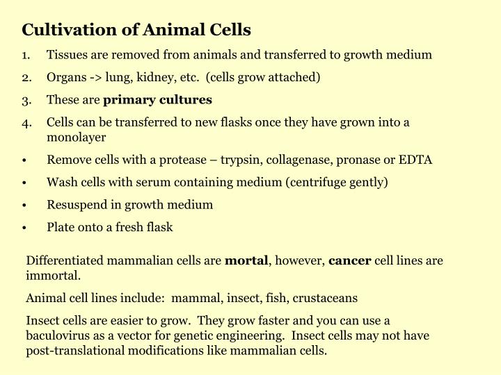 PPT Animal Cell Culture PowerPoint Presentation ID3676385