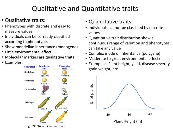 PPT Qualitative and Quantitative traits PowerPoint Presentation, free