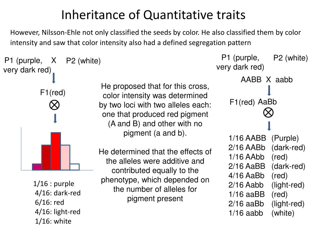 PPT Qualitative and Quantitative traits PowerPoint Presentation, free