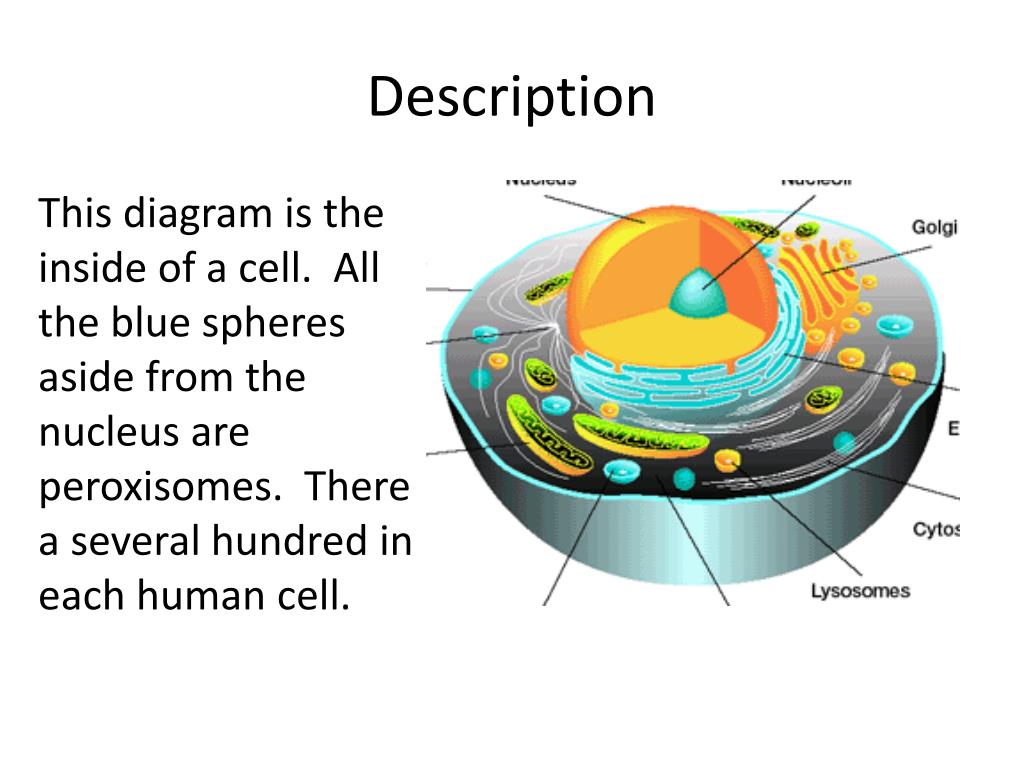 PPT - Peroxisomes- found in plant and animal cells PowerPoint