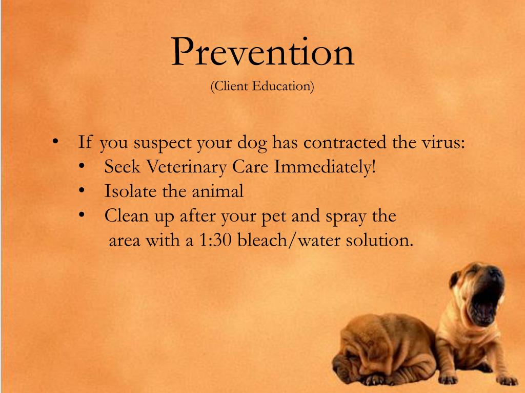 PPT Parvovirus PowerPoint Presentation, free download ID3692648
