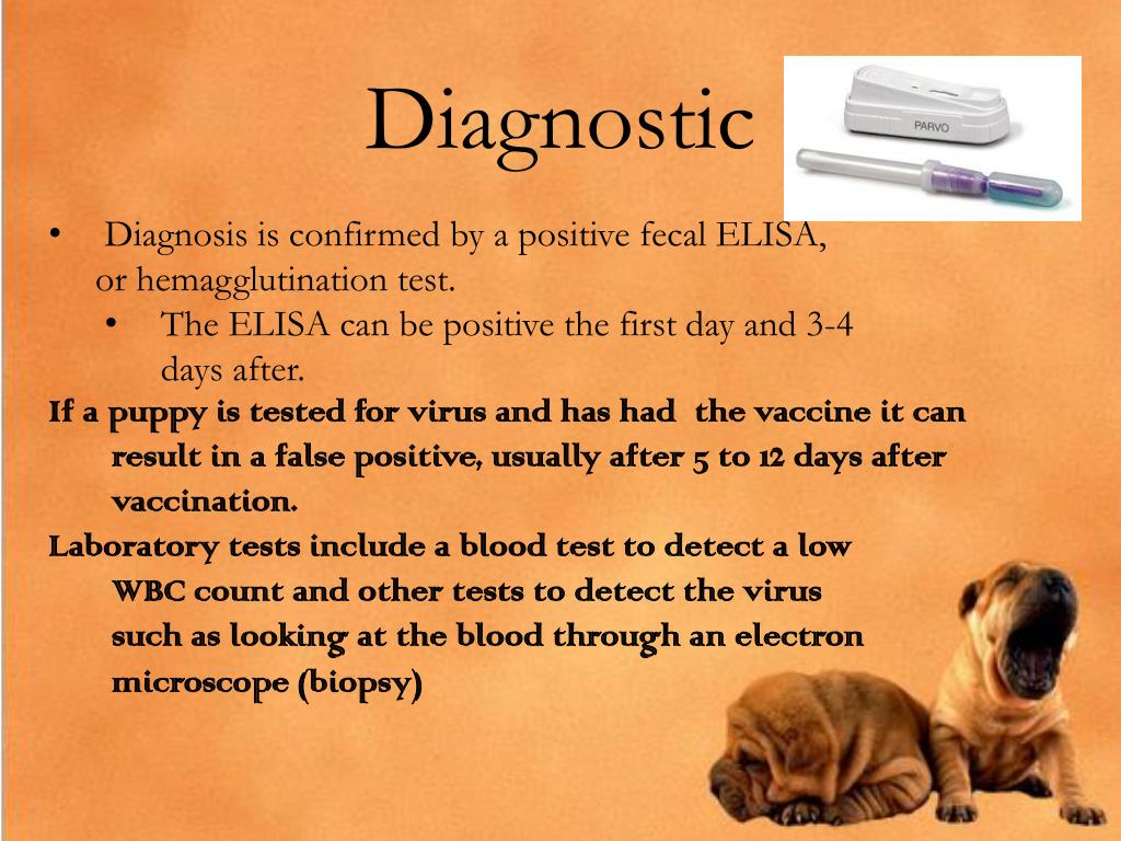 PPT Parvovirus PowerPoint Presentation, free download ID3692648