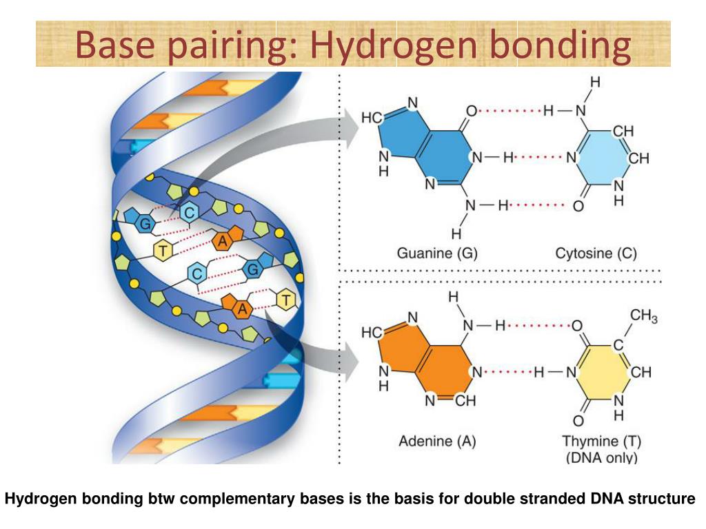 PPT Biological Molecules Nucleic acids and Proteins PowerPoint