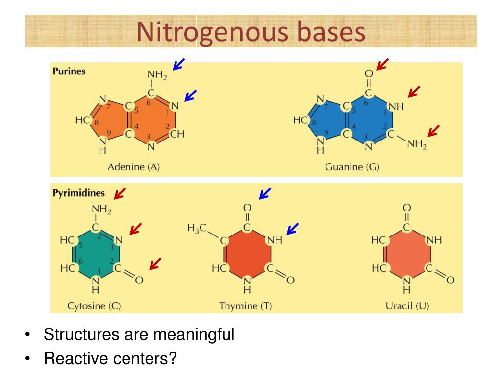 PPT Biological Molecules Nucleic acids and Proteins PowerPoint