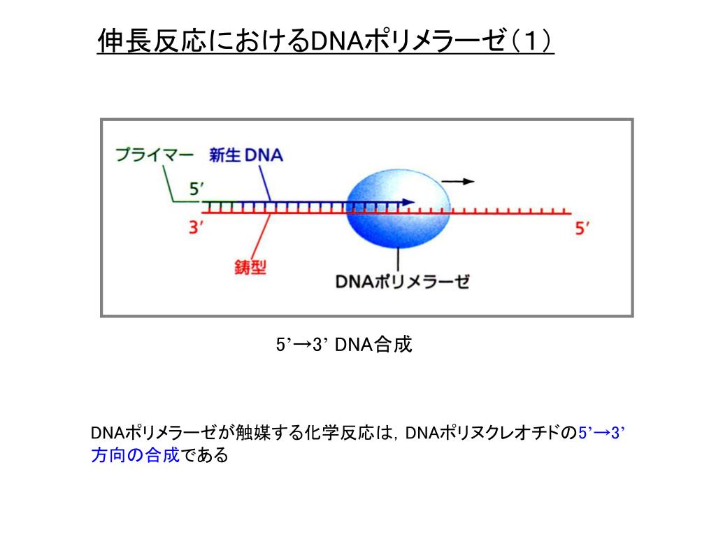PPT 細胞分裂に 伴う DNA 複製 PowerPoint Presentation, free