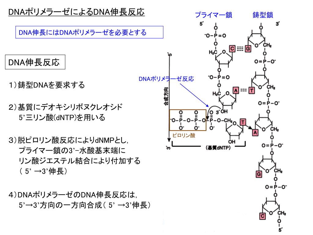 PPT 細胞分裂に 伴う DNA 複製 PowerPoint Presentation, free