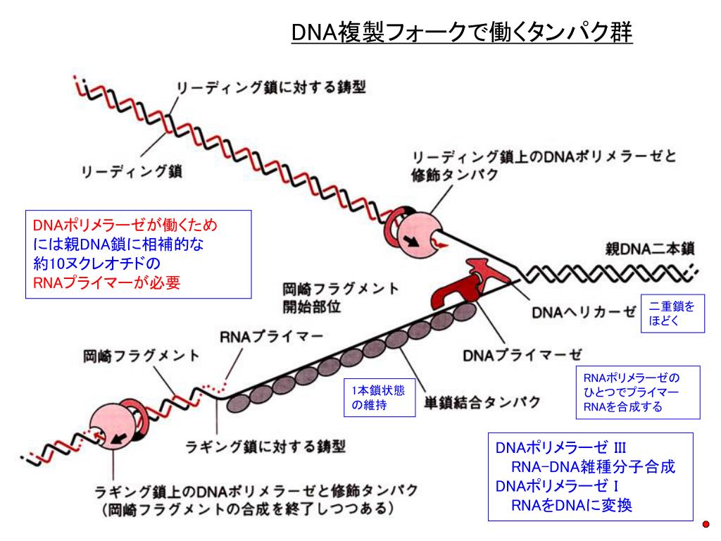 最高 Dna 複製 プライマー 50 代 やってはいけない 髪型