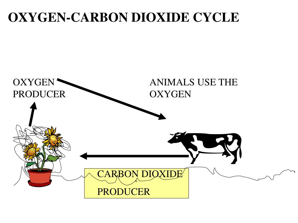 PPT The Carbon, Oxygen & Nitrogen Cycles PowerPoint Presentation ID