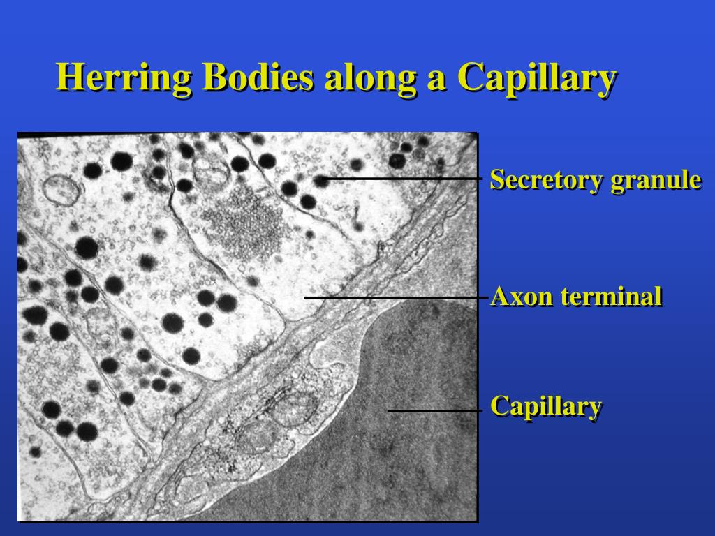 PPT The Endocrine System PowerPoint Presentation, free download ID