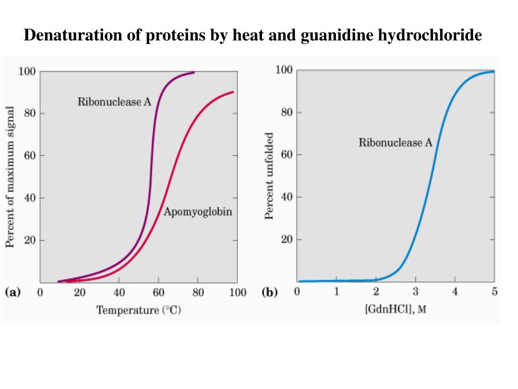 PPT Denaturation of proteins by heat and guanidine hydrochloride