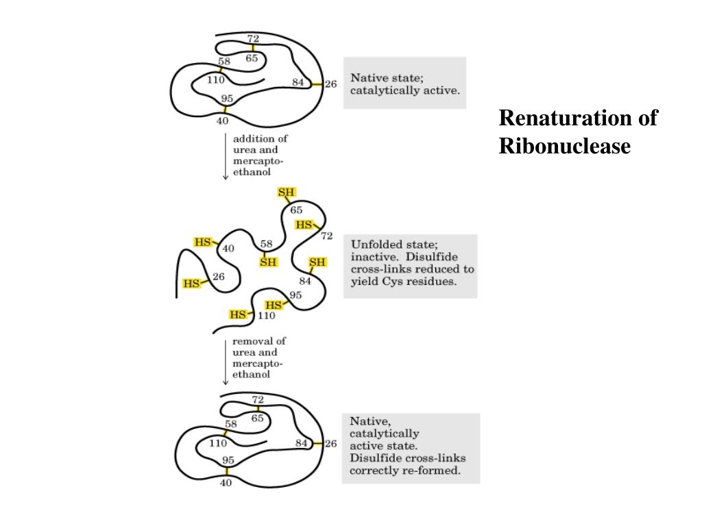 PPT Denaturation of proteins by heat and guanidine hydrochloride