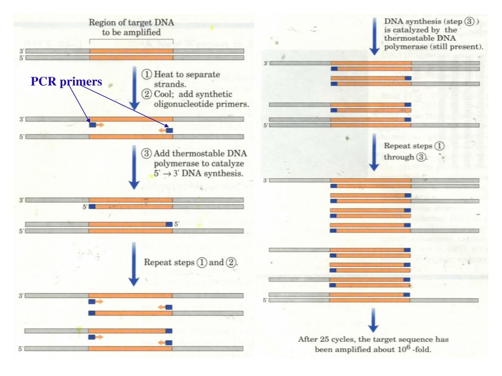 PPT DNA Technology PowerPoint Presentation, free download